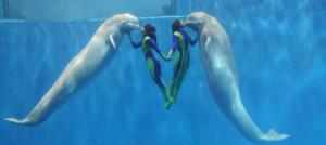 Harbin Polarland Dolphin Show