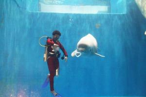 Harbin Pole Aquarium Dolphin Show