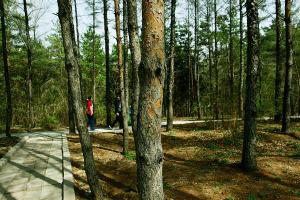 Harbin Forest Park Trees