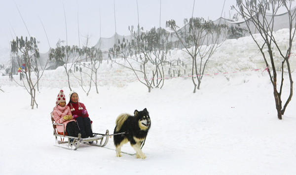 dogsledder in harbin snow field