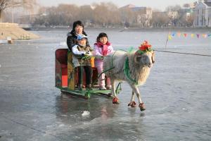 Harbin Ice Sports Sheep Sled